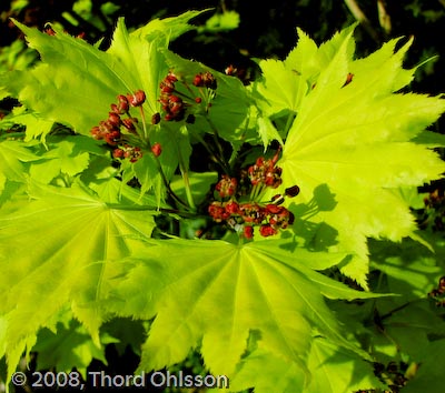 Acer shirasawanum 'Aureum'